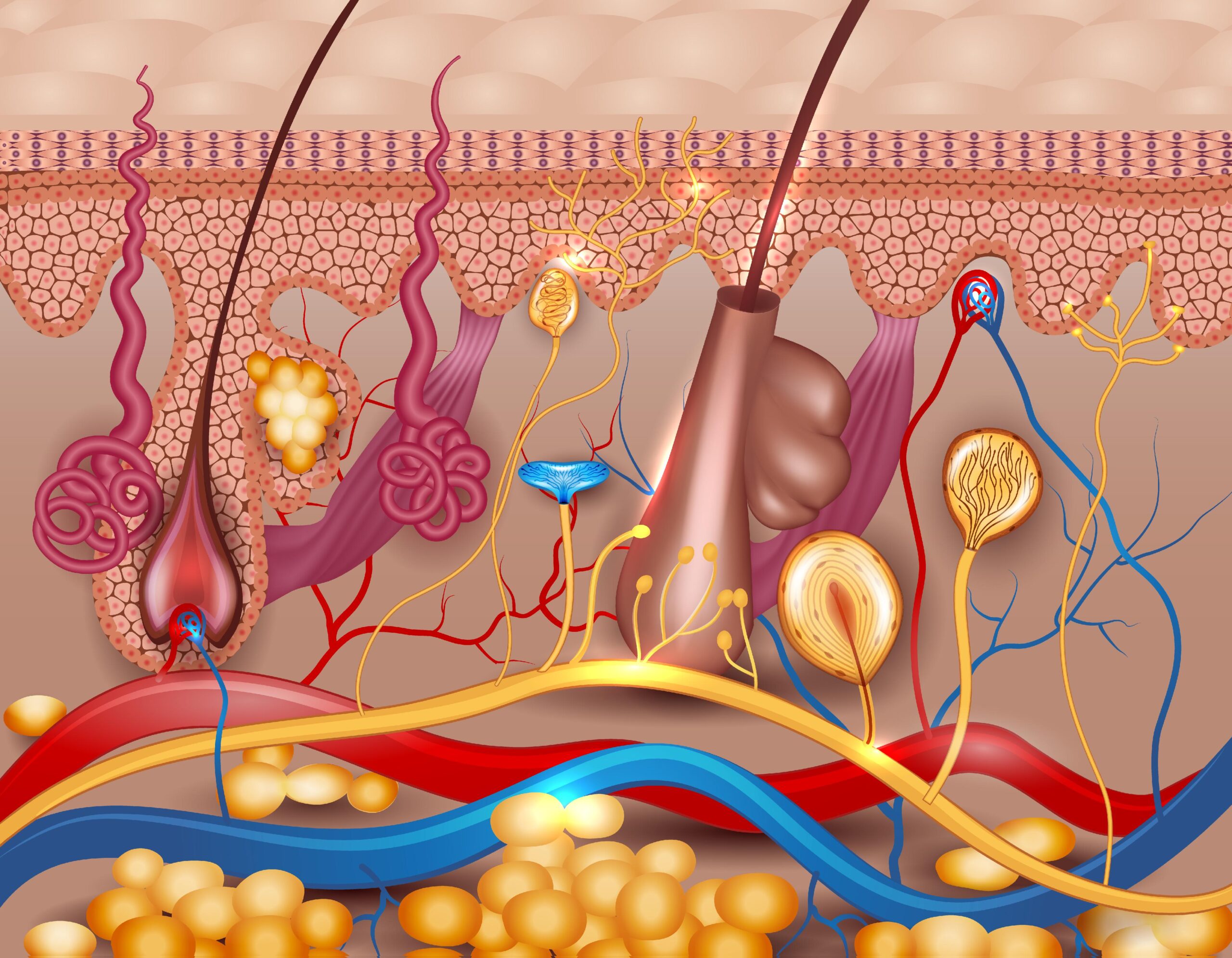 Enfermedades causadas por bacterias: síntomas y tratamientos